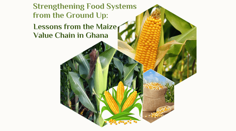 Strengthening Food Systems from the Ground Up: Lessons from the Maize Value Chain in Ghana